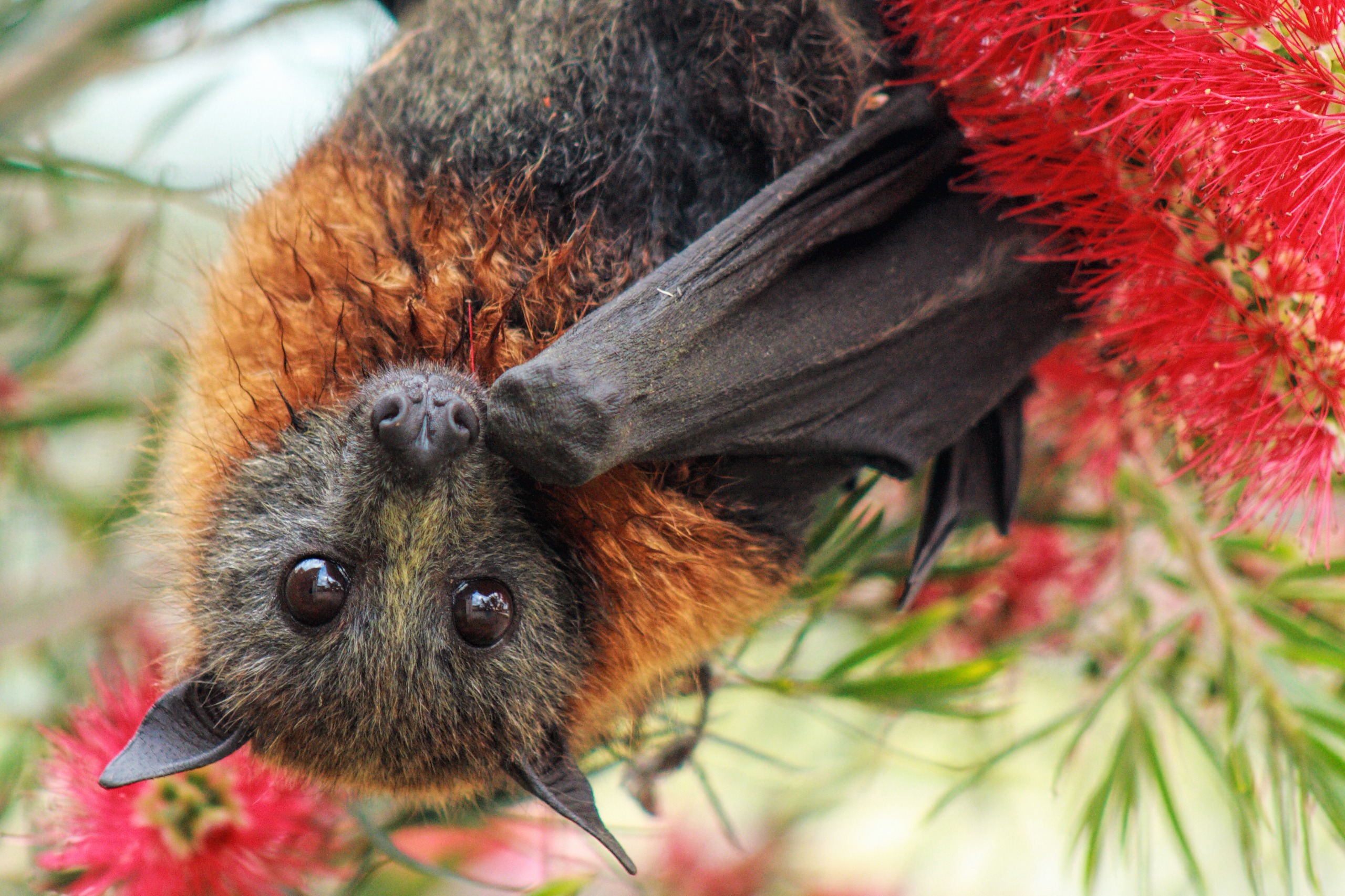 Northern Beaches Flyingfox Camp Management Plan Your Say Northern