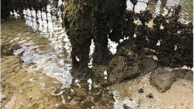 rotten timber piles