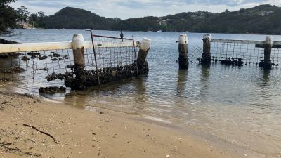 tidal pool with damaged fence